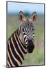 Portrait of a plains zebra looking at the camera. Voi, Tsavo, Kenya-Sergio Pitamitz-Mounted Photographic Print