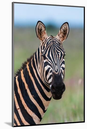 Portrait of a plains zebra looking at the camera. Voi, Tsavo, Kenya-Sergio Pitamitz-Mounted Photographic Print