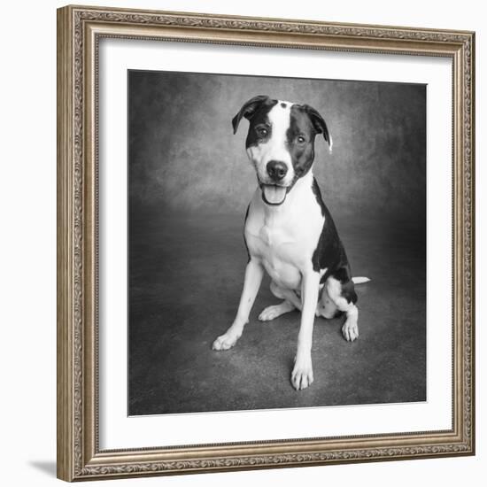 Portrait of a Pointer Terrier mixed dog-Panoramic Images-Framed Photographic Print