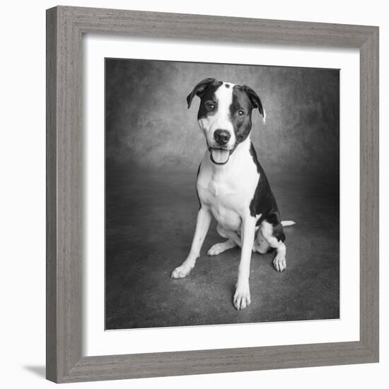 Portrait of a Pointer Terrier mixed dog-Panoramic Images-Framed Photographic Print