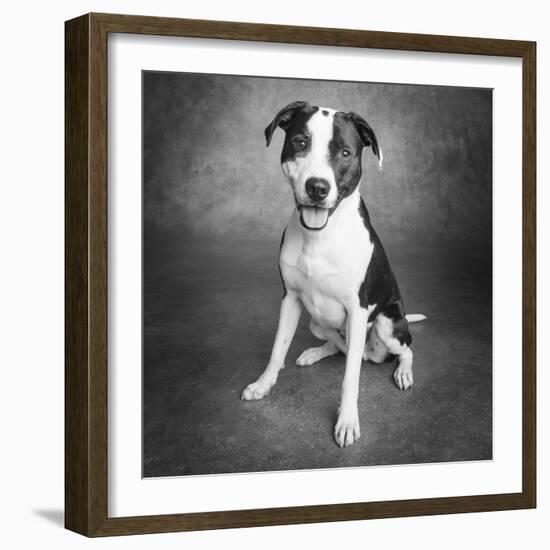 Portrait of a Pointer Terrier mixed dog-Panoramic Images-Framed Photographic Print