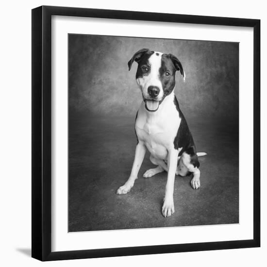 Portrait of a Pointer Terrier mixed dog-Panoramic Images-Framed Photographic Print