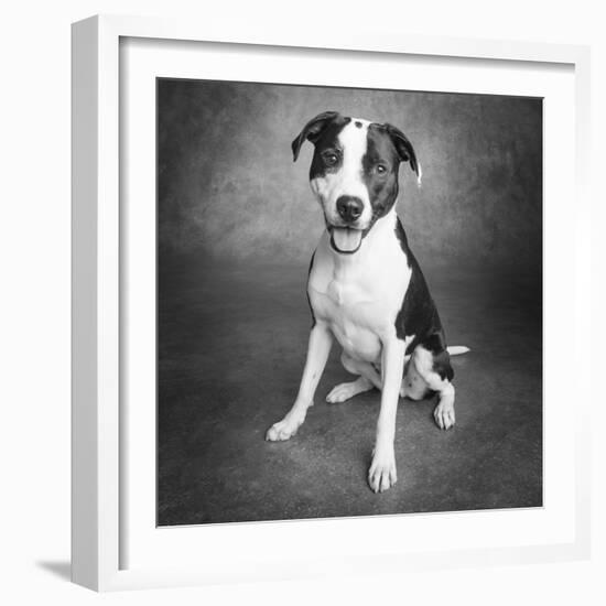 Portrait of a Pointer Terrier mixed dog-Panoramic Images-Framed Photographic Print