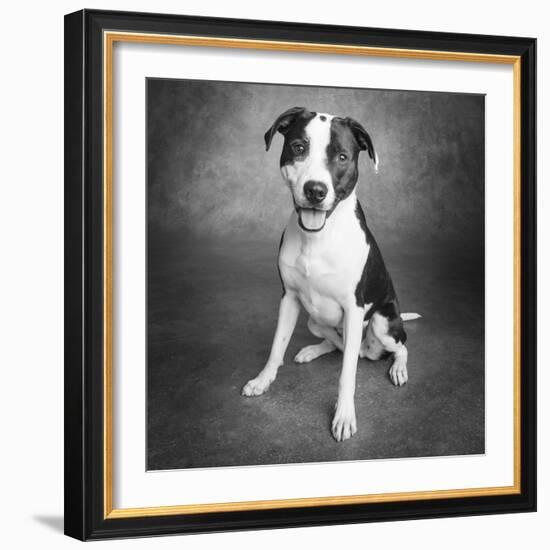 Portrait of a Pointer Terrier mixed dog-Panoramic Images-Framed Photographic Print