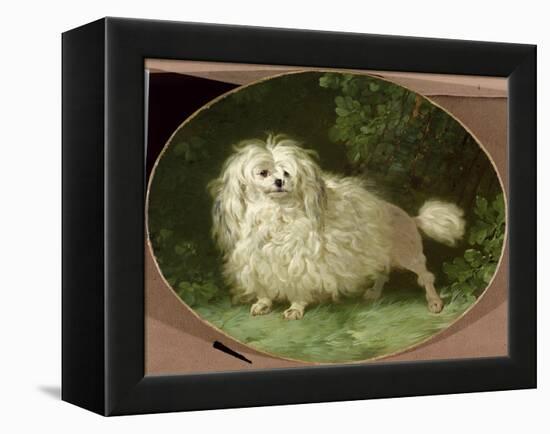 Portrait of a Poodle-Jean Jacques Bachelier-Framed Premier Image Canvas