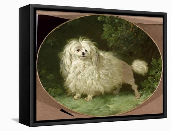 Portrait of a Poodle-Jean Jacques Bachelier-Framed Premier Image Canvas