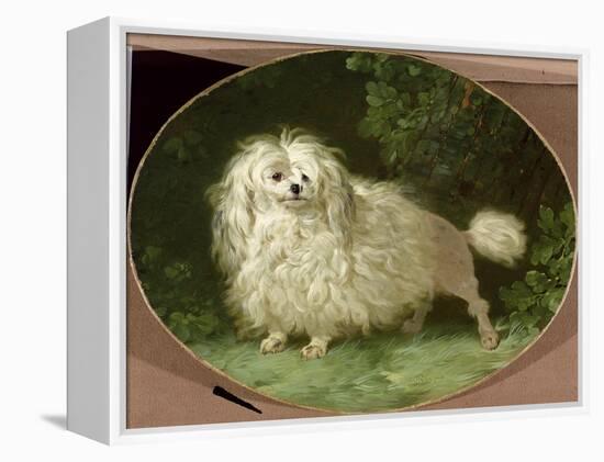 Portrait of a Poodle-Jean Jacques Bachelier-Framed Premier Image Canvas