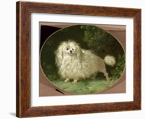 Portrait of a Poodle-Jean Jacques Bachelier-Framed Giclee Print