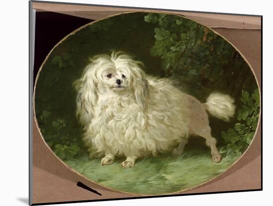 Portrait of a Poodle-Jean Jacques Bachelier-Mounted Giclee Print