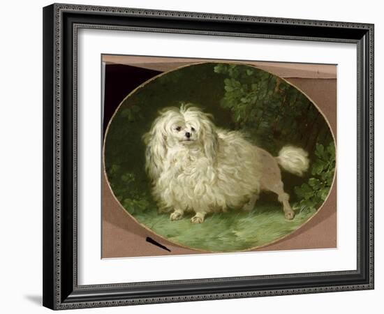 Portrait of a Poodle-Jean Jacques Bachelier-Framed Giclee Print