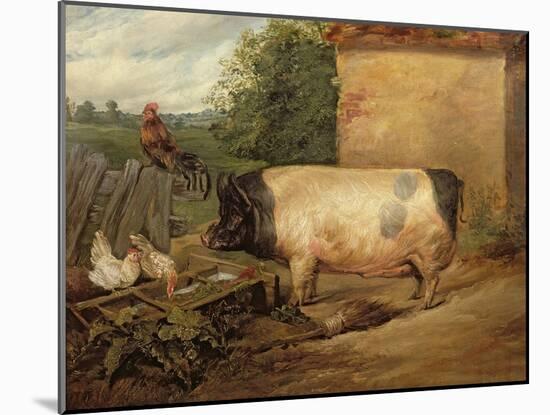 Portrait of a Prize Pig, Property of Squire Weston of Essex, 1810-Edwin Henry Landseer-Mounted Giclee Print