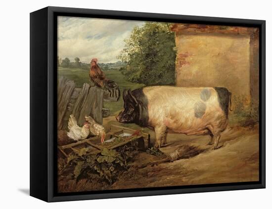 Portrait of a Prize Pig, Property of Squire Weston of Essex, 1810-Edwin Henry Landseer-Framed Premier Image Canvas