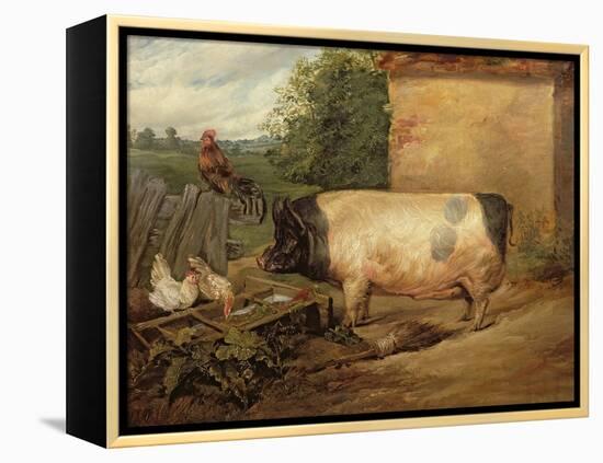 Portrait of a Prize Pig, Property of Squire Weston of Essex, 1810-Edwin Henry Landseer-Framed Premier Image Canvas