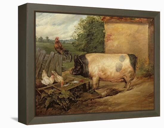 Portrait of a Prize Pig, Property of Squire Weston of Essex, 1810-Edwin Henry Landseer-Framed Premier Image Canvas