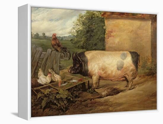 Portrait of a Prize Pig, Property of Squire Weston of Essex, 1810-Edwin Henry Landseer-Framed Premier Image Canvas