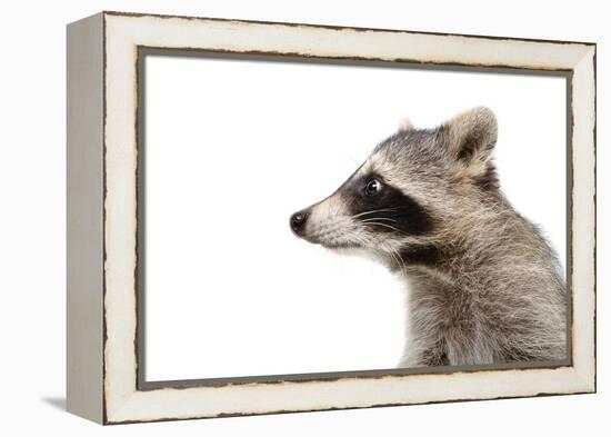 Portrait of a Raccoon in Profile-Sonsedskaya-Framed Premier Image Canvas