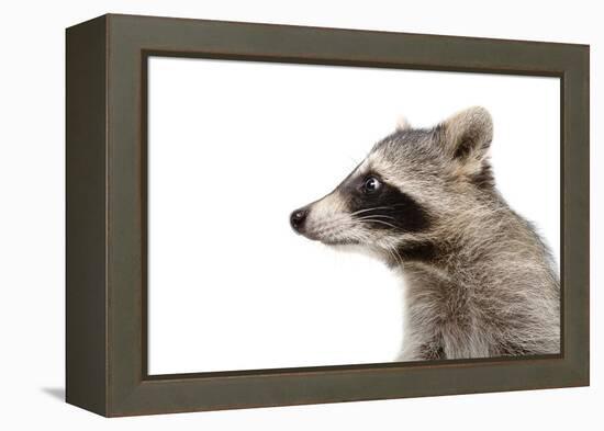 Portrait of a Raccoon in Profile-Sonsedskaya-Framed Premier Image Canvas