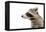 Portrait of a Raccoon in Profile-Sonsedskaya-Framed Premier Image Canvas