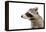 Portrait of a Raccoon in Profile-Sonsedskaya-Framed Premier Image Canvas