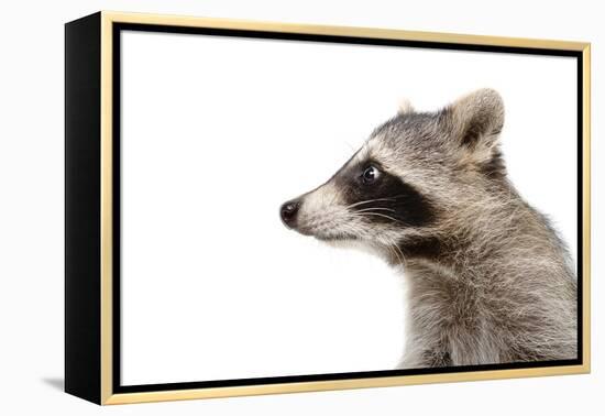 Portrait of a Raccoon in Profile-Sonsedskaya-Framed Premier Image Canvas