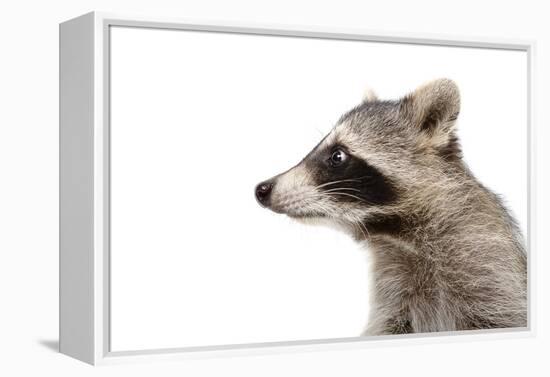 Portrait of a Raccoon in Profile-Sonsedskaya-Framed Premier Image Canvas