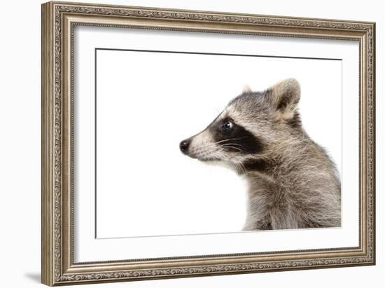 Portrait of a Raccoon in Profile-Sonsedskaya-Framed Photographic Print