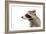 Portrait of a Raccoon in Profile-Sonsedskaya-Framed Photographic Print