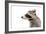 Portrait of a Raccoon in Profile-Sonsedskaya-Framed Photographic Print