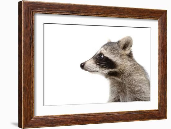 Portrait of a Raccoon in Profile-Sonsedskaya-Framed Photographic Print