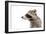 Portrait of a Raccoon in Profile-Sonsedskaya-Framed Photographic Print