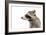 Portrait of a Raccoon in Profile-Sonsedskaya-Framed Photographic Print