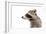 Portrait of a Raccoon in Profile-Sonsedskaya-Framed Photographic Print