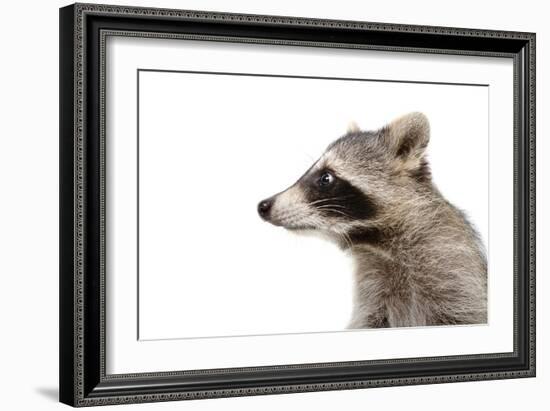 Portrait of a Raccoon in Profile-Sonsedskaya-Framed Photographic Print