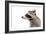 Portrait of a Raccoon in Profile-Sonsedskaya-Framed Photographic Print