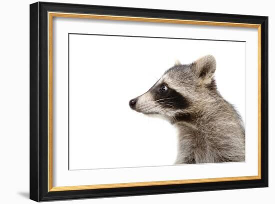 Portrait of a Raccoon in Profile-Sonsedskaya-Framed Photographic Print