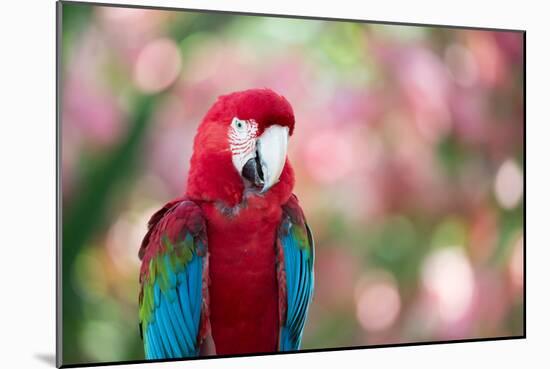 Portrait of a Red and Green Macaw-Alex Saberi-Mounted Photographic Print