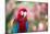 Portrait of a Red and Green Macaw-Alex Saberi-Mounted Photographic Print