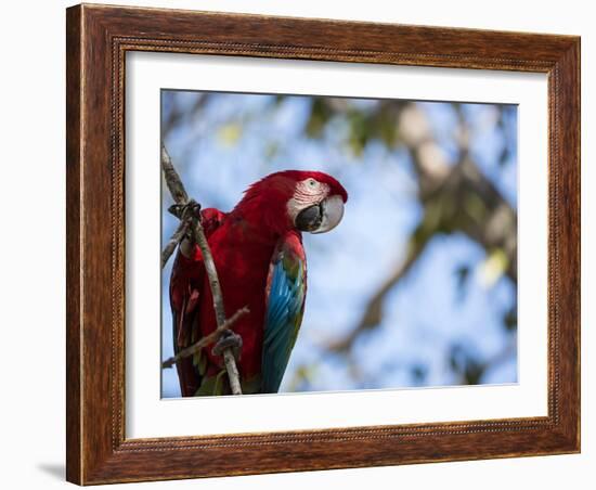 Portrait of a Red and Green Macaw-Alex Saberi-Framed Photographic Print