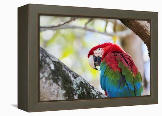 Portrait of a Red and Green Macaw-Alex Saberi-Framed Premier Image Canvas