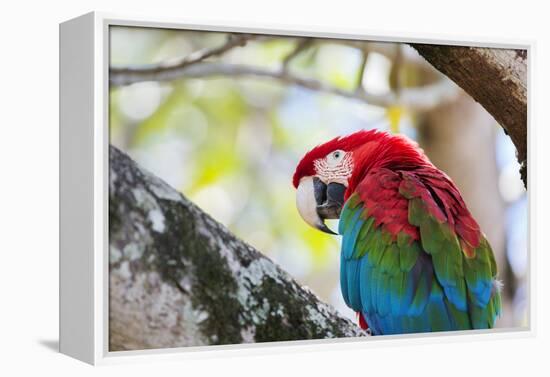 Portrait of a Red and Green Macaw-Alex Saberi-Framed Premier Image Canvas