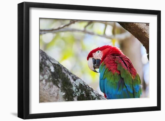 Portrait of a Red and Green Macaw-Alex Saberi-Framed Photographic Print