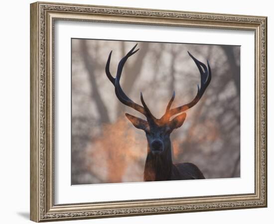 Portrait of a Red Deer Buck, Cervus Elaphus, in Winter-Alex Saberi-Framed Photographic Print