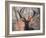 Portrait of a Red Deer Buck, Cervus Elaphus, in Winter-Alex Saberi-Framed Photographic Print