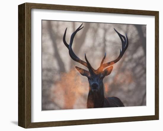 Portrait of a Red Deer Buck, Cervus Elaphus, in Winter-Alex Saberi-Framed Photographic Print