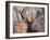 Portrait of a Red Deer Buck, Cervus Elaphus, in Winter-Alex Saberi-Framed Photographic Print