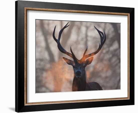 Portrait of a Red Deer Buck, Cervus Elaphus, in Winter-Alex Saberi-Framed Photographic Print