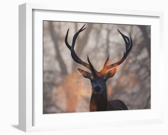 Portrait of a Red Deer Buck, Cervus Elaphus, in Winter-Alex Saberi-Framed Photographic Print