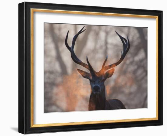 Portrait of a Red Deer Buck, Cervus Elaphus, in Winter-Alex Saberi-Framed Photographic Print