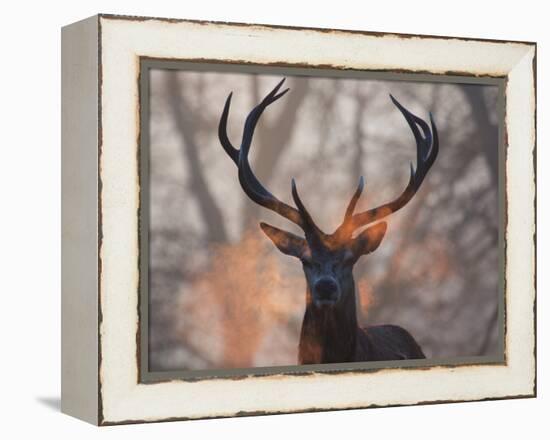 Portrait of a Red Deer Buck, Cervus Elaphus, in Winter-Alex Saberi-Framed Premier Image Canvas