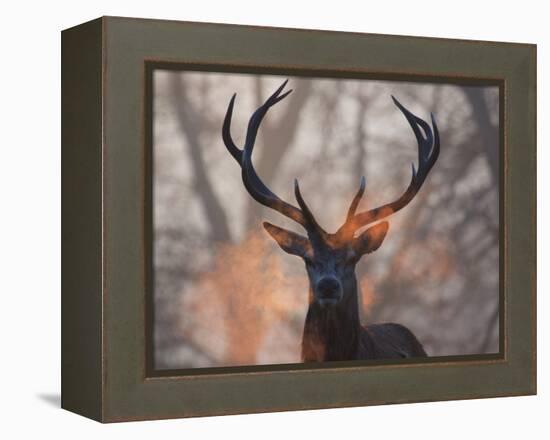 Portrait of a Red Deer Buck, Cervus Elaphus, in Winter-Alex Saberi-Framed Premier Image Canvas